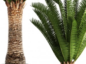 phoenix canariensis 3D Model