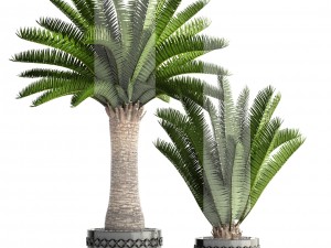 phoenix canariensis 3D Model