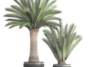 phoenix canariensis 3D Model