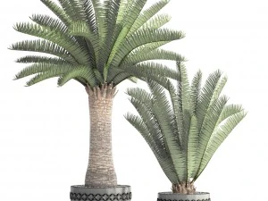 phoenix canariensis 3D Model
