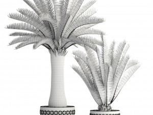 phoenix canariensis 3D Model