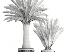 phoenix canariensis 3D Model