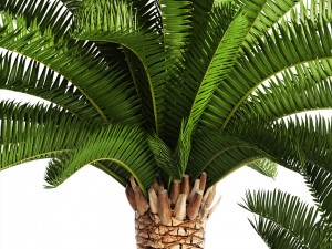 phoenix canariensis 3D Model