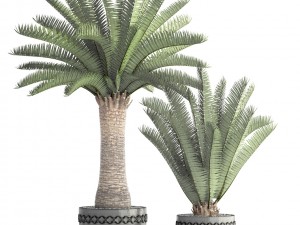 phoenix canariensis 3D Model