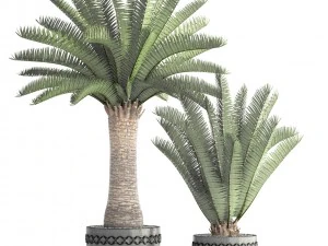 phoenix canariensis 3D Model