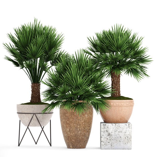 chamaerops palm 3Dモデル .c4d .max .obj .3ds .fbx .stl .blend