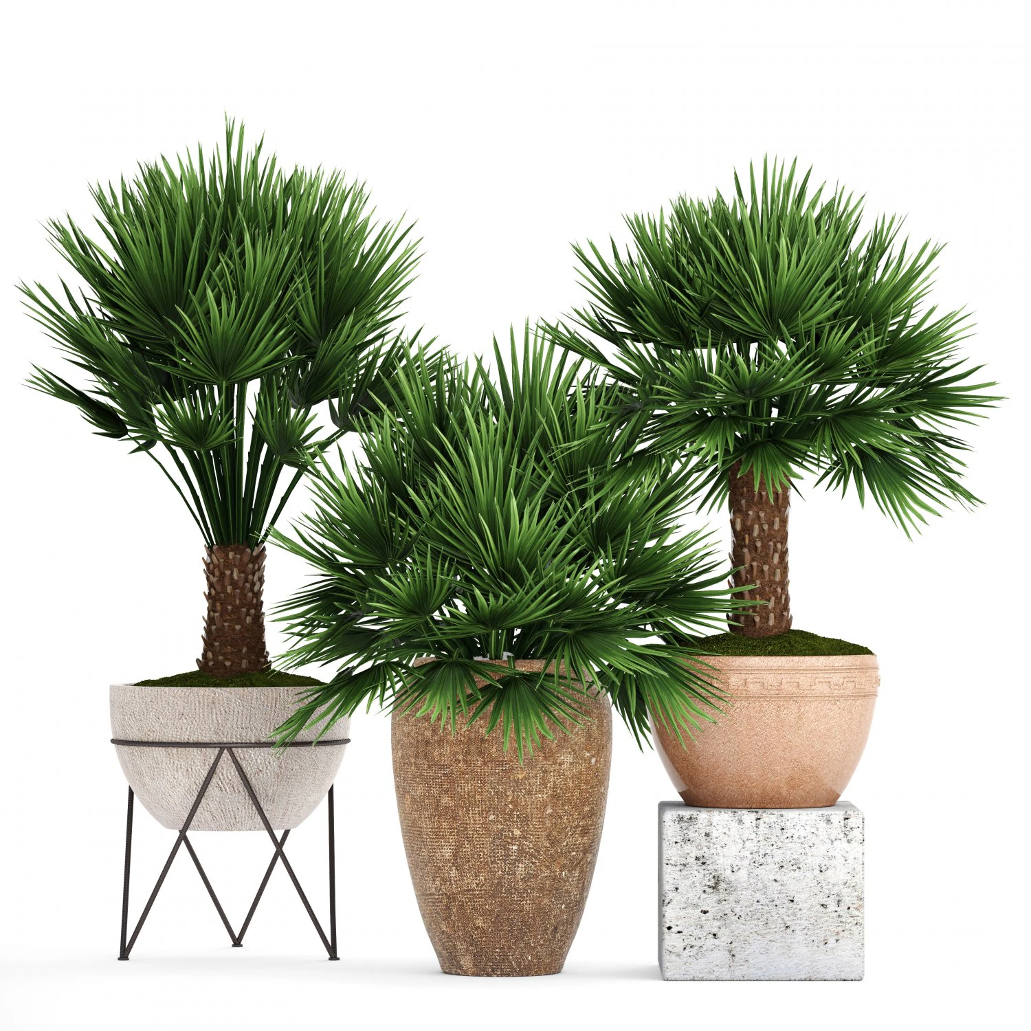 chamaerops palm 3D Model .c4d .max .obj .3ds .fbx .stl .blend 