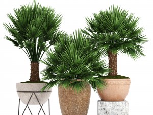 chamaerops palm 3D Model