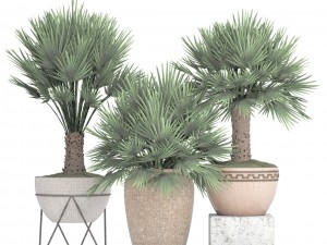 chamaerops palm 3Dモデル