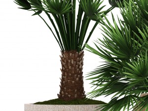 chamaerops palm 3Dモデル