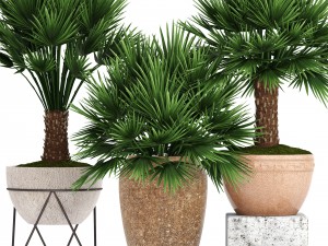 chamaerops palm 3Dモデル