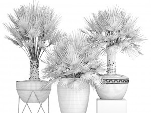 chamaerops palm 3Dモデル
