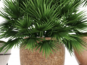 chamaerops palm 3Dモデル