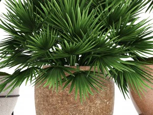 chamaerops palm 3D Model