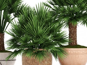 chamaerops palm 3Dモデル