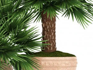 chamaerops palm 3D Model