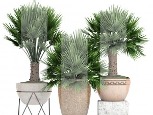 chamaerops palm 3D Model