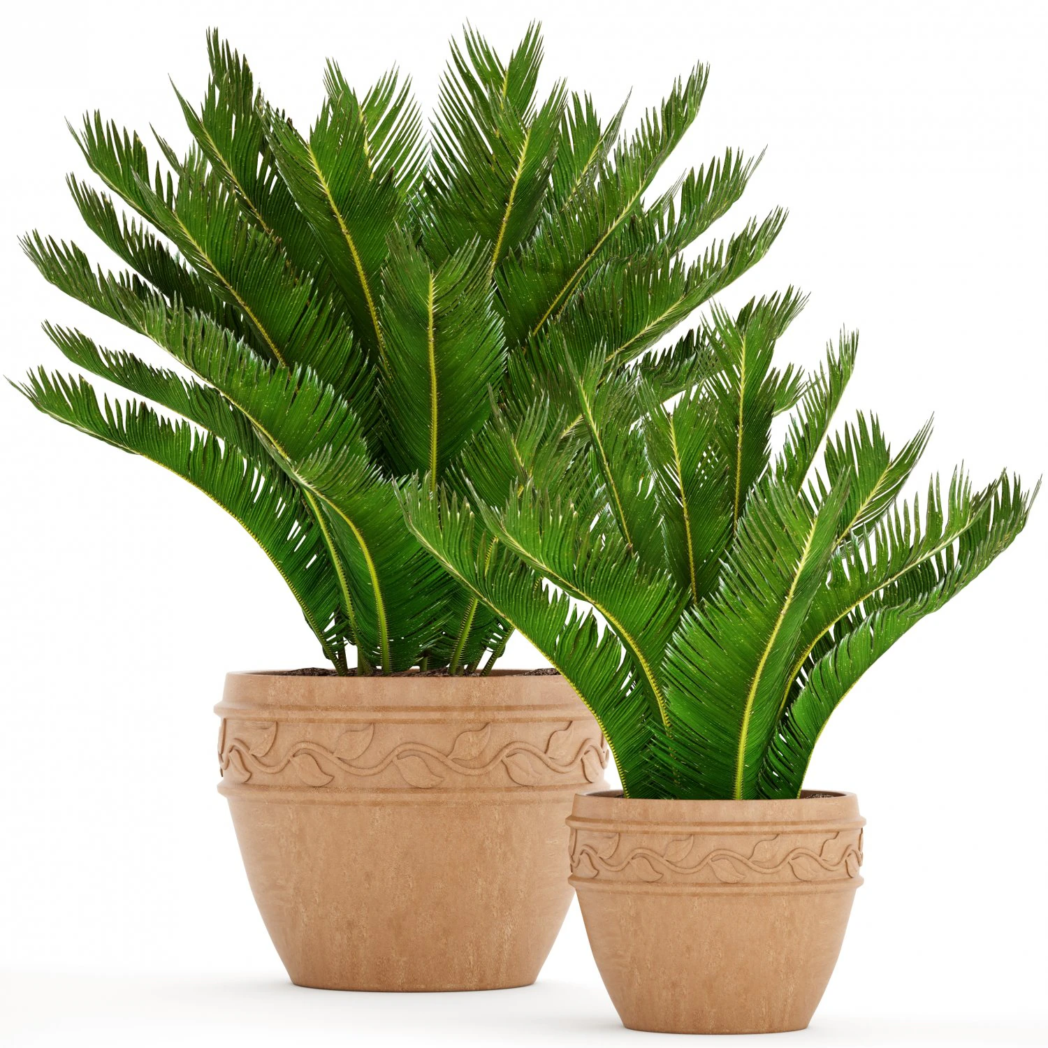 cycas palm tree 3D Model .c4d .max .obj .3ds .fbx .stl .blend 