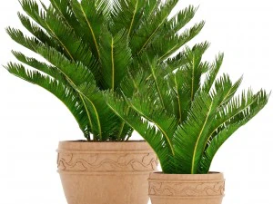 palma cycas Modello 3D