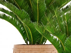 cycas palm tree 3D Model