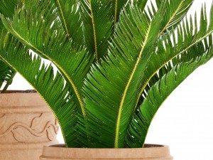 cycas palm tree 3D Model