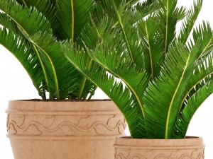 cycas palm tree 3D Model