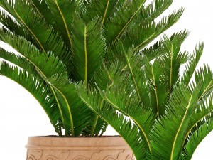 cycas palm tree 3D Model