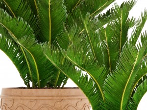 cycas palm tree 3D Model