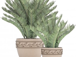 cycas palm tree 3D Model