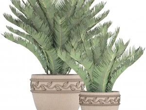 cycas palm tree 3D Model