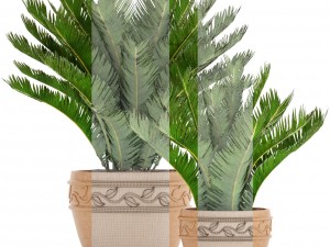cycas palm tree 3D Model