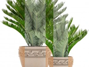 cycas palm tree 3D Model