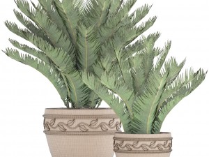 cycas palm tree 3D Model