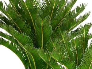 cycas palm tree 3D Model