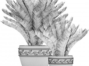 cycas palm tree 3D Model