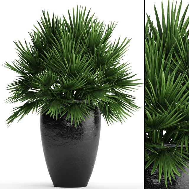 chamaerops palm 3D Модель .c4d .max .obj .3ds .fbx .stl .blend 