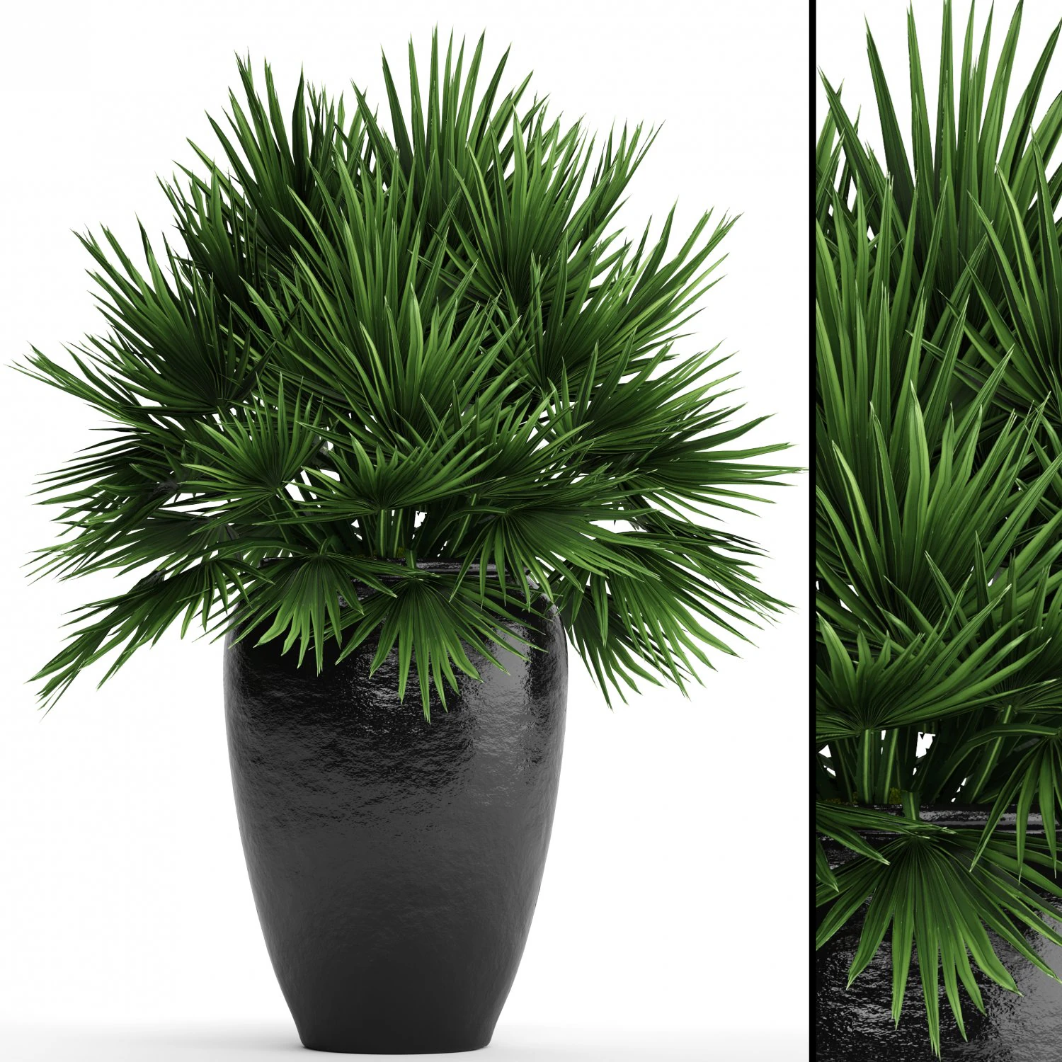 chamaerops palm 3D Model .c4d .max .obj .3ds .fbx .stl .blend