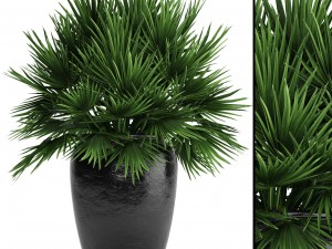 chamaerops palm 3Dモデル