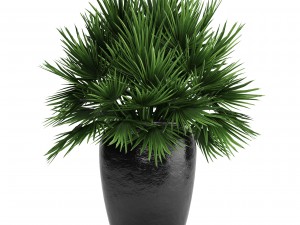 chamaerops palm 3D Модель