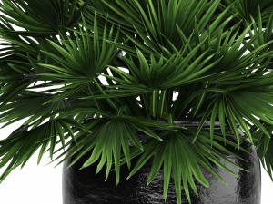chamaerops palm 3D Модель