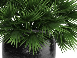 chamaerops palm 3D Модель