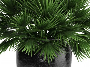 chamaerops palm 3D Модель