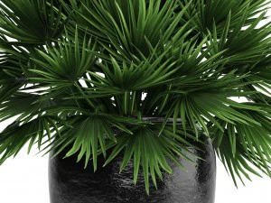 chamaerops palm 3D Model
