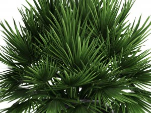 chamaerops palm 3D Model