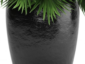 chamaerops palm 3D Модель