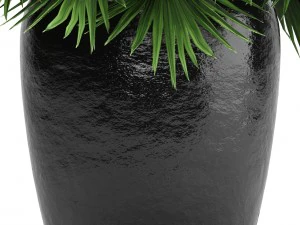 chamaerops palm 3D Model