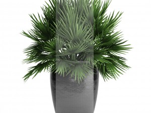 chamaerops palm 3D Модель