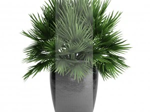chamaerops palm 3D Model