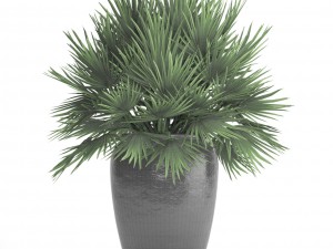 chamaerops palm 3D Модель
