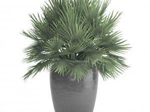 chamaerops palm 3D Model